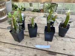 African Milk Tree Or Euphorbia Trigona Rubra Red Live Starter Suc -Cheap Plantly Store 96DBFE92 00C6 470E 8490 0BFB4CA664C7 1 201 a