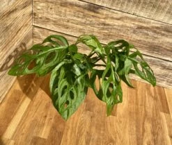 Monstera Adansonii Or Swiss Cheese Wide Leaf 4" Pot Live Plant -Cheap Plantly Store 972AA760 C0C6 4A4D AAAB 983E297B9113 1 201 a