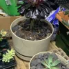 Aeonium Black Rose -Cheap Plantly Store 975A6783 7DAF 4DE3 9F68 5F65C158476E rotated 1