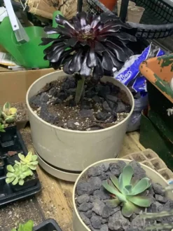 Aeonium Black Rose