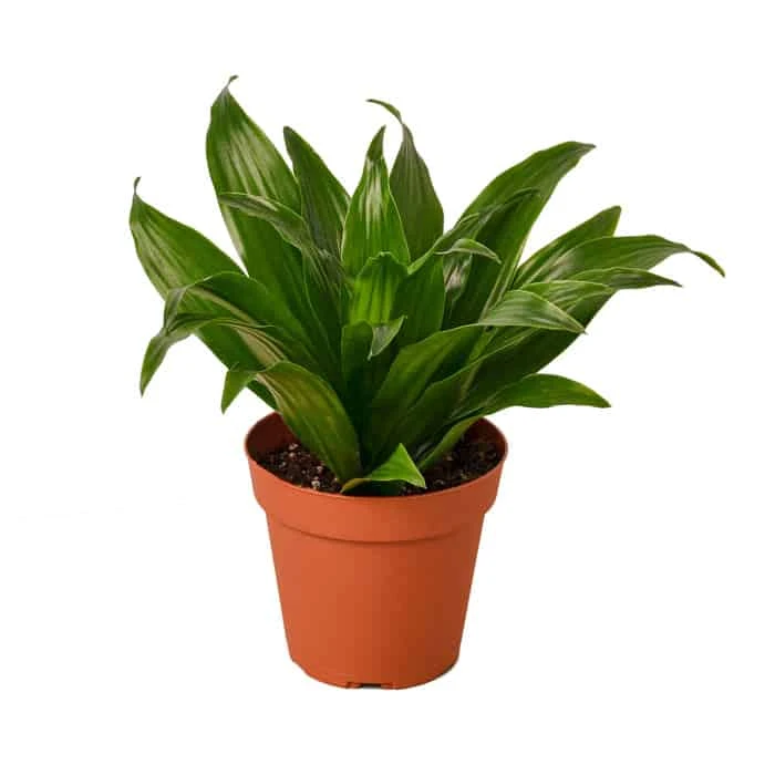 Dracaena 'Janet Craig' - Low Maintenance Tropical Houseplant | 4-inch Pot 5 Dracaena 'Janet Craig' - Low Maintenance Tropical Houseplant | 4-inch Pot - Image 3