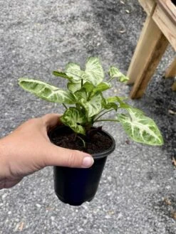 Syngonium Or Arrowhead Plant White Butterfly Variegated 4 Inch Pot Large 20 Syngonium Or Arrowhead Plant White Butterfly Variegated 4 Inch Pot Large -Cheap Plantly Store 982BD305 41CE 42EE A160 A37389EEDE75 1 105 c