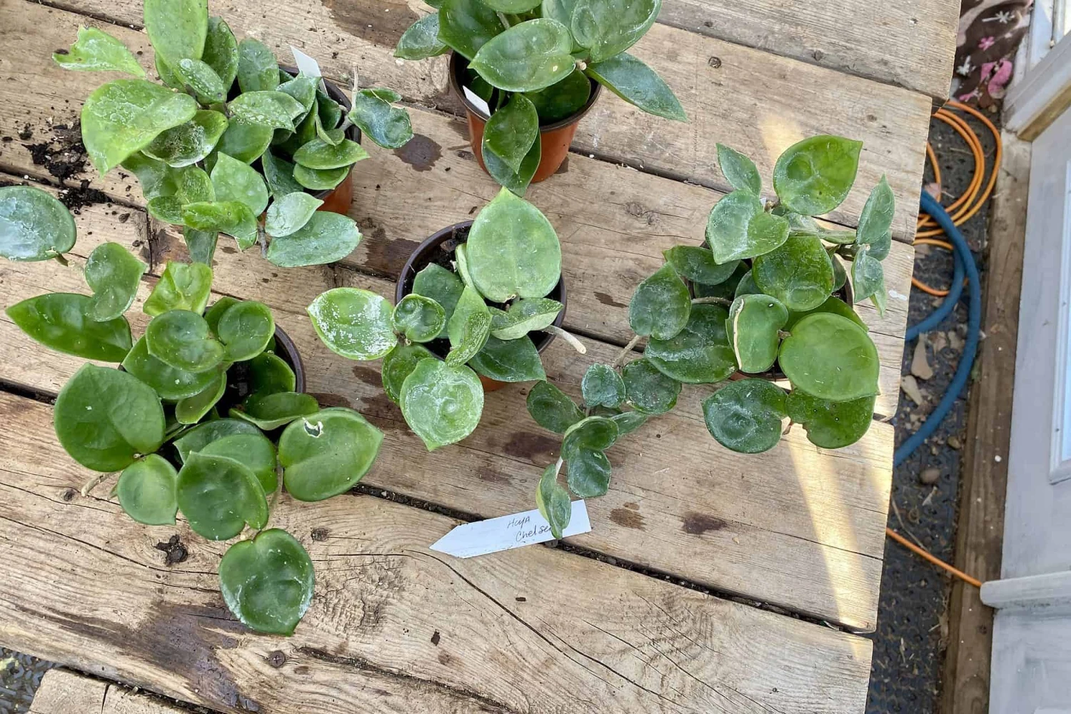 Hoya Chelsea Wax Flower Porcelain Flower 3 Inch Pot Plant 5 Hoya Chelsea Wax Flower Porcelain Flower 3 Inch Pot Plant - Image 3