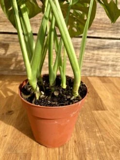 Monstera Adansonii Or Swiss Cheese Wide Leaf 4" Pot Live Plant -Cheap Plantly Store 9991BF8D 6333 494D 9D15 275AA9E6046E 1 201 a