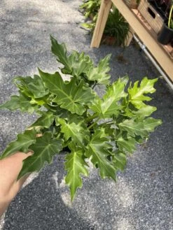 Philodendron Selloum Little Hope 6" Pot Live Plant -Cheap Plantly Store 9D22AB33 FF8B 4C01 874E 1DF2F42ACC59 1 105 c