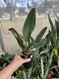 Anthurium Superbum 2.5 Tall Pot Live Starter Plant -Cheap Plantly Store 9D5F4C65 FDCD 416A 94AE D6DC1119CBE3 1 105 c