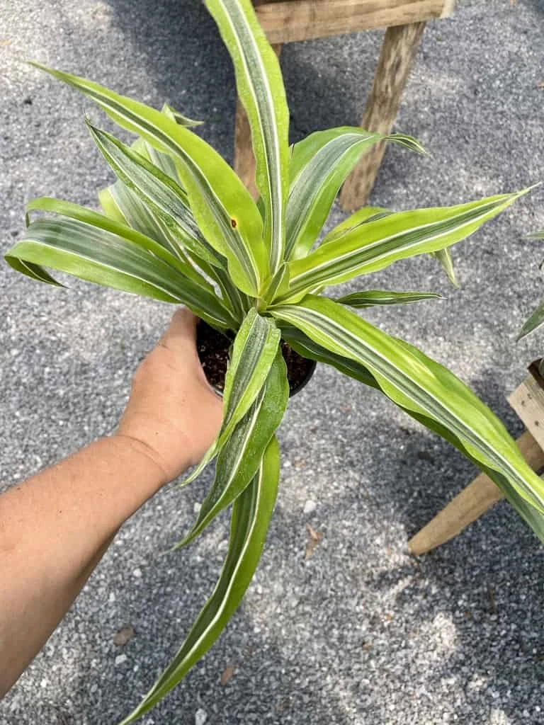 Dracaena Deremensis Or Dragon Tree Lemon Surprise 4 Inch Pot Live Plant 10 Dracaena Deremensis Or Dragon Tree Lemon Surprise 4 Inch Pot Live Plant - Image 8