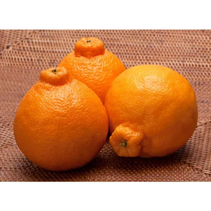 Shiranui (Sumo) Grafted Citrus Tree 3 Feet Tall. Free Shipping 6 Shiranui (Sumo) Grafted Citrus Tree 3 Feet Tall. Free Shipping - Image 4