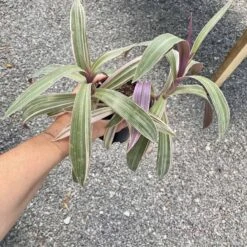 Oyster Plant Tradescantia Spathacea Moses In The Cradle 4" Pot Li -Cheap Plantly Store 9E78B8D2 0E57 49B7 83DE A4B148FFC9B1 1 201 a