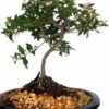 9Yr Flowering Weeping Cherry Bonsai Tree -Cheap Plantly Store 9yr flowering weeping cherry bonsai tree bonsaiworldllc webp 1