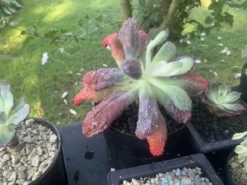 Echeveria Linguas -Cheap Plantly Store A00A9B7D 1B3C 416A B83C E42FD4EC165C