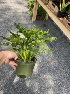 Philodendron Selloum Little Hope 6" Pot Live Plant -Cheap Plantly Store A08117FE 8E7D 4B7A 8605 3D535B226475 1 105 c