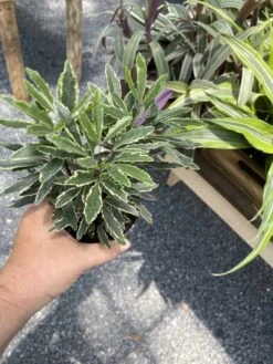 False Aralia Or Dizygotheca Elegantissima Bianca 4" Pot Live Plan -Cheap Plantly Store A08C969E 88BC 4585 B2ED 59AA61770C24 1 105 c