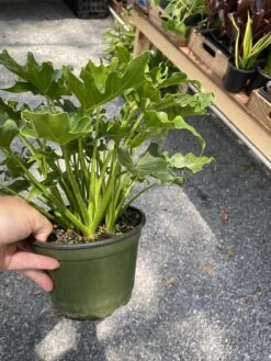 Philodendron Selloum Little Hope 6" Pot Live Plant -Cheap Plantly Store A09F45A2 B290 4D19 B5E7 9653D95FC933 1 105 c