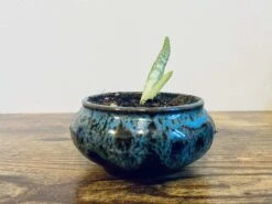 Aloe Vera | Tina -Cheap Plantly Store A0F2B6CB 30F4 4A31 A70C 95E778574955