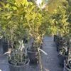 Page Orange Grafted Citrus Tree. 3 Feet Tall. Free Shipping -Cheap Plantly Store A10C8B2C 4230 47A2 B399 006AE6F5EF87 rotated 1