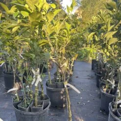 Page Orange Grafted Citrus Tree. 3 Feet Tall. Free Shipping