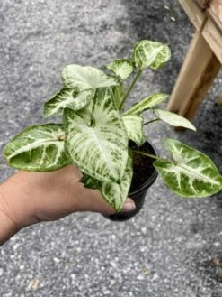 Syngonium Or Arrowhead Plant White Butterfly Variegated 4 Inch Pot Large 15 Syngonium Or Arrowhead Plant White Butterfly Variegated 4 Inch Pot Large -Cheap Plantly Store A208FA6C CD74 4B49 9A56 E42C6F654E7B 1 105 c