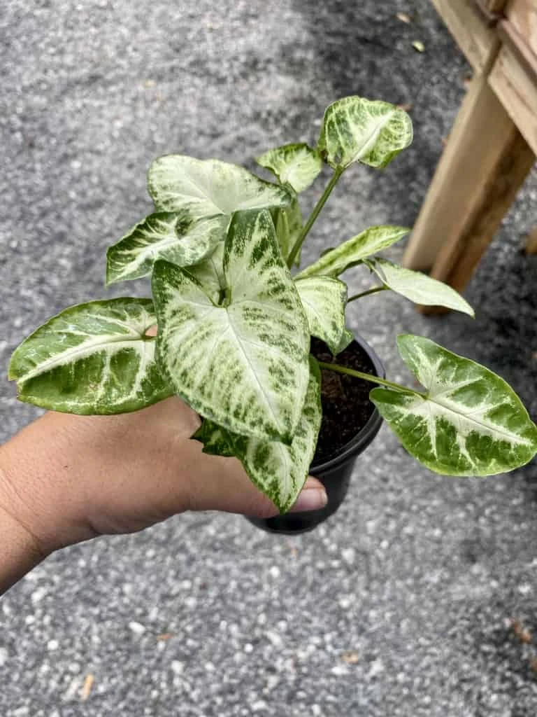 Syngonium Or Arrowhead Plant White Butterfly Variegated 4 Inch Pot Large 5 Syngonium Or Arrowhead Plant White Butterfly Variegated 4 Inch Pot Large - Image 3