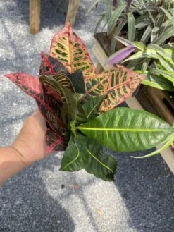 Croton Petra Josephs Coat 4 Inch Pot Live Plant -Cheap Plantly Store A4307887 DCB6 46BC 9026 9FDEE5703332 1 105 c