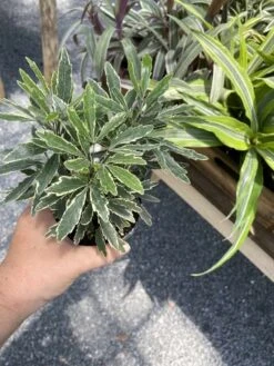False Aralia Or Dizygotheca Elegantissima Bianca 4" Pot Live Plan -Cheap Plantly Store A4DC5C8B E076 4936 9833 FE44334DFA4D 1 105 c