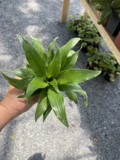 Dracaena Or Dragon Tree Janet Craig Compacta 4 Inch Tall Pot Live -Cheap Plantly Store A695A18A 98BE 49ED BF08 CD36C3838988 1 105 c