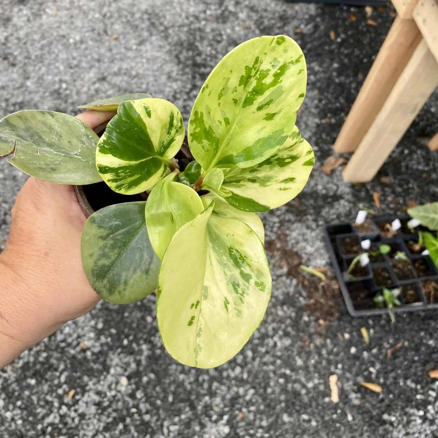 Peperomia Marble 4 Inch Pot Live Plant 13 Peperomia Marble 4 Inch Pot Live Plant - Image 11