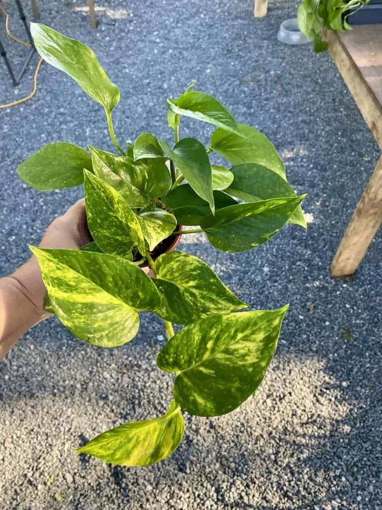 Pothos Or Devil's Ivy Golden Or Hawaiian? 4 Inch Pot Live Plant 13 Pothos Or Devil's Ivy Golden Or Hawaiian? 4 Inch Pot Live Plant - Image 11