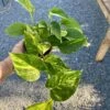 Pothos Or Devil's Ivy Golden Or Hawaiian? 4 Inch Pot Live Plant 2 Pothos Or Devil's Ivy Golden Or Hawaiian? 4 Inch Pot Live Plant -Cheap Plantly Store A83A8BF4 A89C 4B08 B430 A91690E4F642 1 105 c