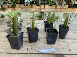 African Milk Tree Or Euphorbia Trigona Rubra Red Live Starter Suc -Cheap Plantly Store A9527CAB 9750 4EB7 99FE CC8328D0C334 1 201 a