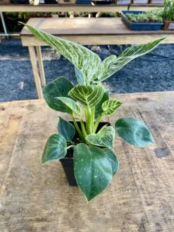 Philodendron Birkin 4 Inch Tall Pot Live Plant Variegated Houseplant -Cheap Plantly Store AAB6FA55 FACD 4EC8 93CD 861FBB97D02C 1 201 a