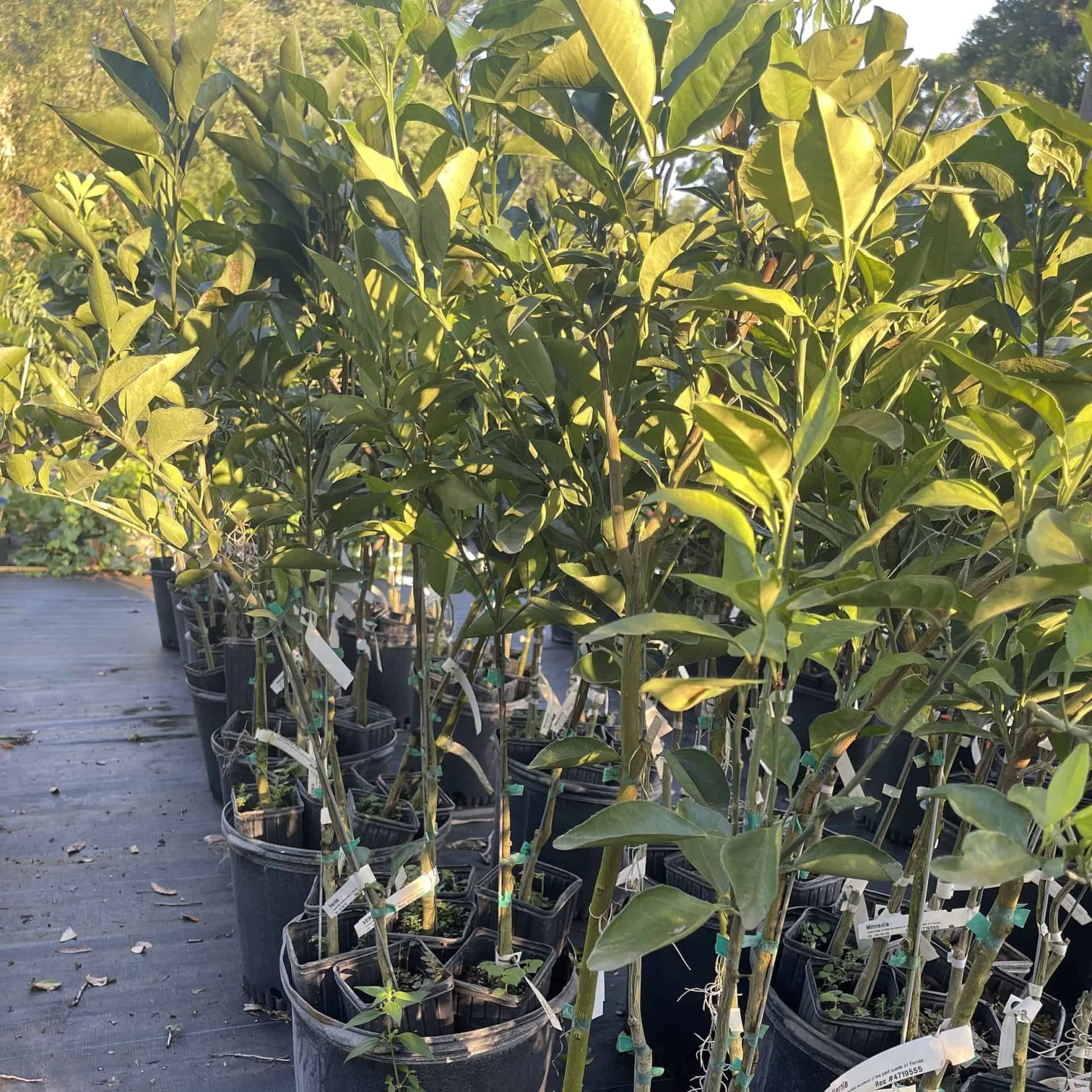 Vernia Orange Grafted Citrus Tree. 3 Feet Tall. Free Shipping 4 Vernia Orange Grafted Citrus Tree. 3 Feet Tall. Free Shipping - Image 2