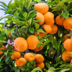 Murcott Tangerine Grafted Tree 3 Feet Tall. Free Shipping -Cheap Plantly Store AAFE8BD7 7A76 4B8C 8F63 49791297AAF4