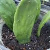 Spineless Prickly Pear Cuttings 1 Spineless Prickly Pear Cuttings -Cheap Plantly Store AB07BF40 254C 4EDE BC5F 20E4FE944BEC rotated 1