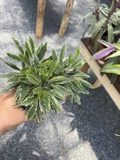 False Aralia Or Dizygotheca Elegantissima Bianca 4" Pot Live Plan -Cheap Plantly Store AC042F2E F0B2 4E69 9F74 A93EC05A55C1 1 105 c