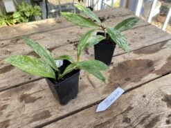 Hoya Pubicalyx Silver Splash 2 Inch Pot Rooted Starter Plant 19 Hoya Pubicalyx Silver Splash 2 Inch Pot Rooted Starter Plant -Cheap Plantly Store AC726707 A7CE 4C42 B9B4 90D23BD6F494 1 201 a