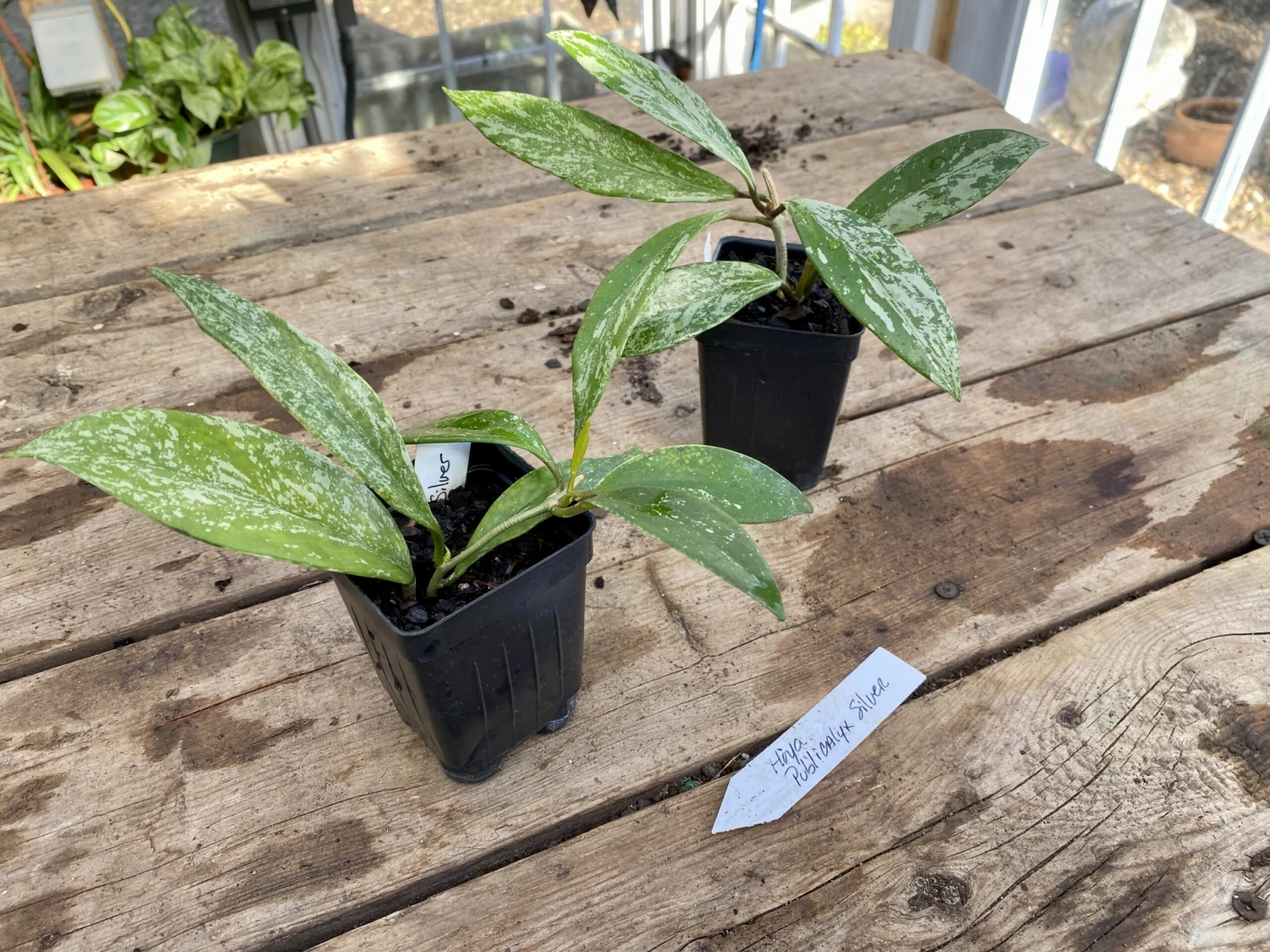 Hoya Pubicalyx Silver Splash 2 Inch Pot Rooted Starter Plant 10 Hoya Pubicalyx Silver Splash 2 Inch Pot Rooted Starter Plant - Image 8