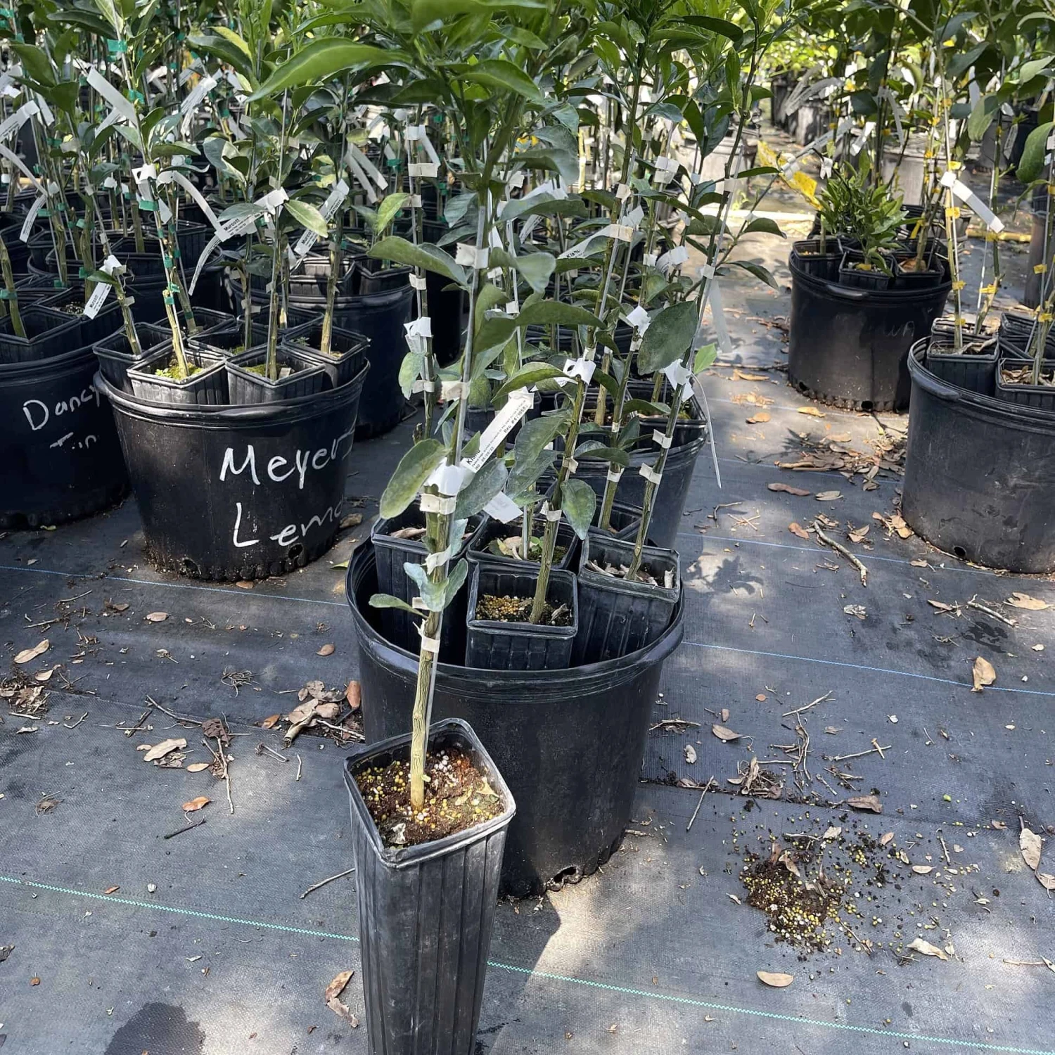 Kishu Mandarin Grafted Tree 3 Feet Tall. Free Shipping 3 Kishu Mandarin Grafted Tree 3 Feet Tall. Free Shipping