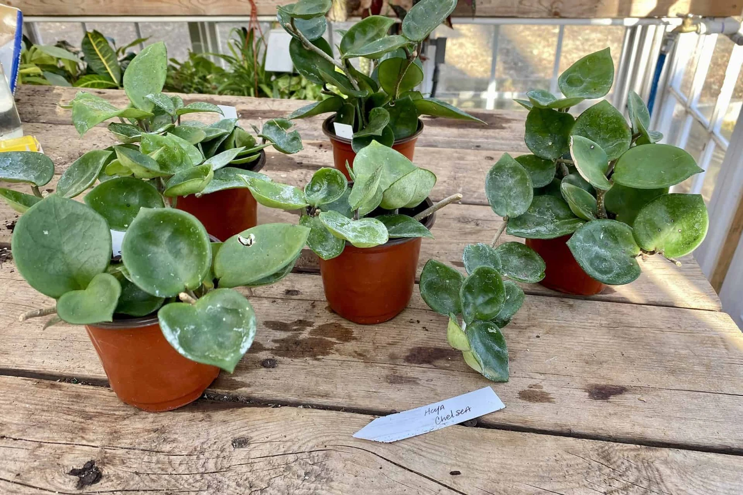 Hoya Chelsea Wax Flower Porcelain Flower 3 Inch Pot Plant 13 Hoya Chelsea Wax Flower Porcelain Flower 3 Inch Pot Plant - Image 11