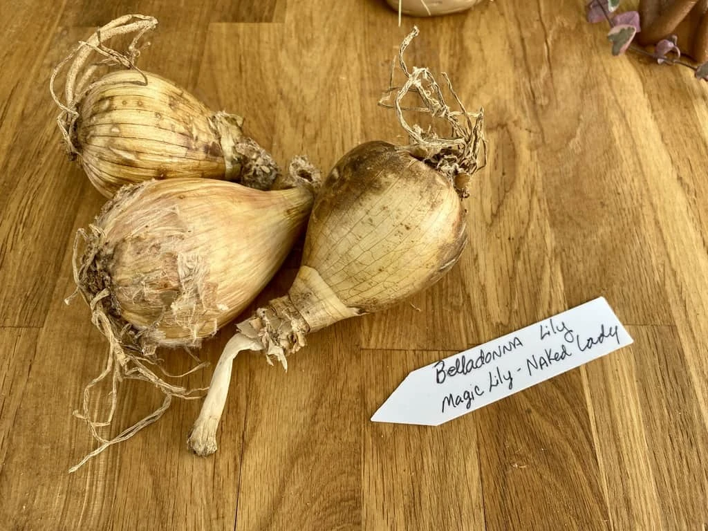 Lily Spider Belladonna Or Magic Lily Naked Lady 7 Lily Spider Belladonna Or Magic Lily Naked Lady - Image 5