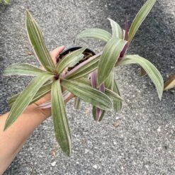 Oyster Plant Tradescantia Spathacea Moses In The Cradle 4" Pot Li -Cheap Plantly Store AF3EAA26 224A 422A A3B7 7D7F52B85072 1 201 a 1