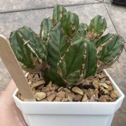 EUPHORBIA HANDIENSIS -Cheap Plantly Store AF7008D1 8CA0 418E 9F9F 985C2DE805FC