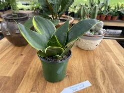 Snake Plant Or Sansevieria Black Gold 4" Pot Live Plant -Cheap Plantly Store AFA33096 CBC1 4ACA 832F 8CABC8523B8B 1 105 c 1