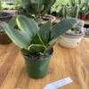 Snake Plant Or Sansevieria Black Gold 4" Pot Live Plant