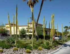 Cactus- Agave Vilmoriniana (Octopus Agave) -Cheap Plantly Store Agave vilmoriniana flowerstalks1