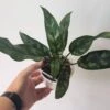 Aglaonema Commutatum - Emerald Beauty 4" Pot -Cheap Plantly Store Aglonemeoma top