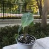 Alocasia - Ivory Coast - Starter Plant -Cheap Plantly Store Alocasia Ivory Coast rotated 1