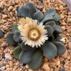 Succulent- Aloinopsis Rosulata