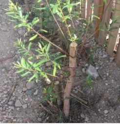 Austree Hybrid Willow Salix Cutting 8 Austree Hybrid Willow Salix Cutting - Image 6