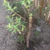 Austree Hybrid Willow Salix Cutting 1 Austree Hybrid Willow Salix Cutting -Cheap Plantly Store Austree Hybrid Willow 1